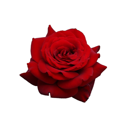 Rose image